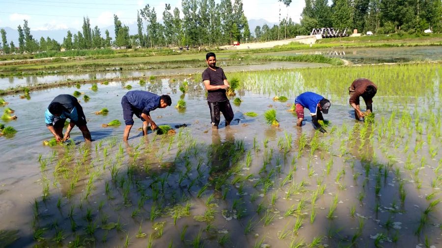 Farmers all local youth planting paddy seedlings amid COVID-19 threat and lockdown in central Kashmir district of Budgam