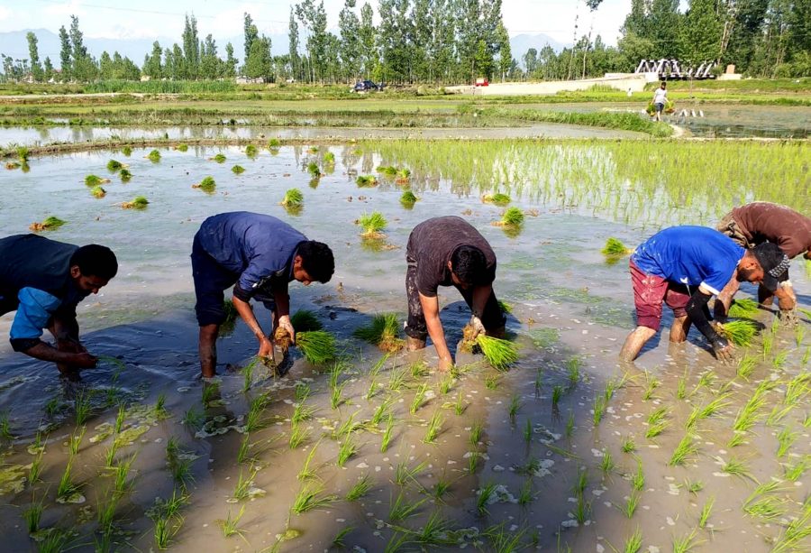 Farmers all local youth planting paddy seedlings amid COVID-19 threat and lockdown in central Kashmir district of Budgam
